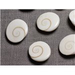 1pc - Cabochon Coquillage Oeil Sainte Lucie Shiva Ovale 19-20mm - 4558550095411 